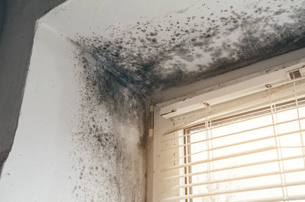 Affordable Basement Mold Removal solutions in Port Royal, PA