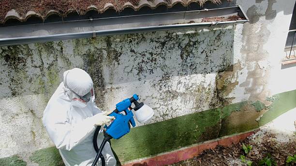 Top rated local Basement Mold Removal specialists in Port Royal, PA